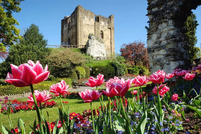 Tulips in front of Guildford Castle